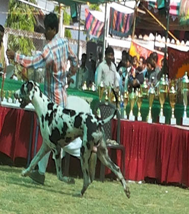 dog