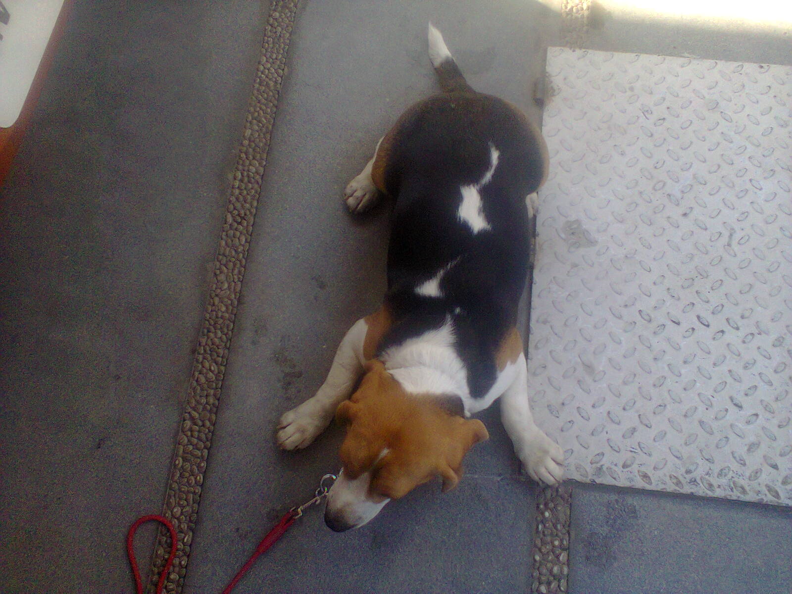 dog