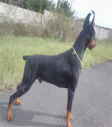 dog