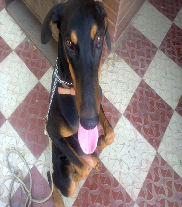 dog