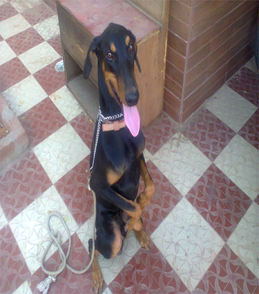 dog