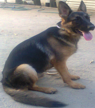 dog