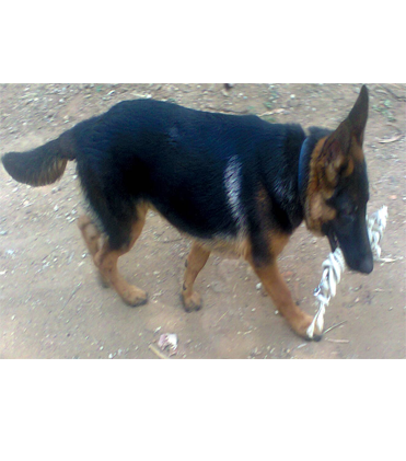 dog