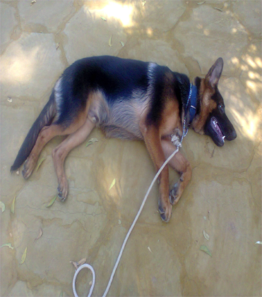 dog