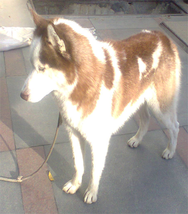 dog