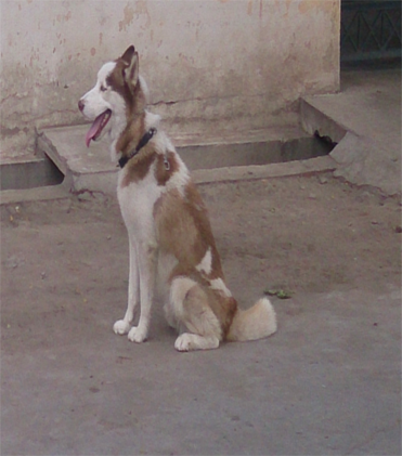 dog