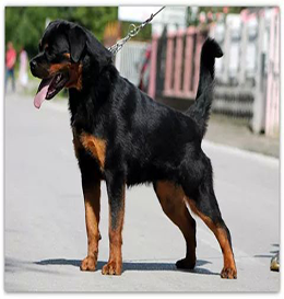 dog