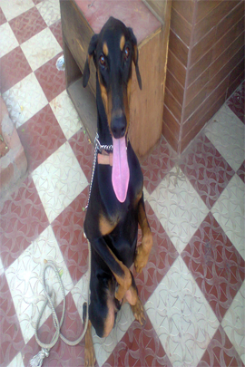 Team Member
